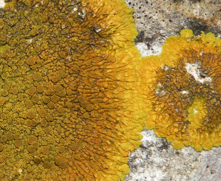 Lichene crostoso
